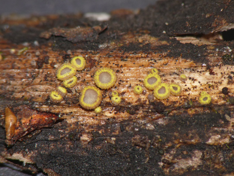 Dasyscyphus sulfureus